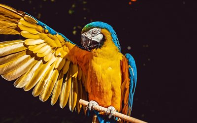 Ara, close-up, pappagalli, ramo, coloratissimi pappagalli