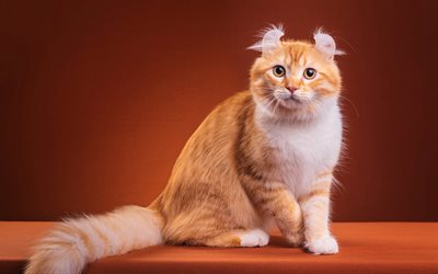 el jengibre Maine Coon, esponjoso ginger cat, gato grande, lindo animales, mascotas