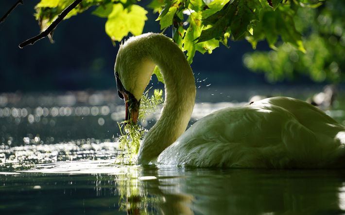 white swan, wildlife, lake, beautiful white bird, swans