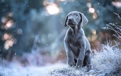 weimaraner, grigio piccolo cucciolo, cane carino, cucciolo con gli occhi azzurri, animali domestici, Weimaraner Vorstehhund
