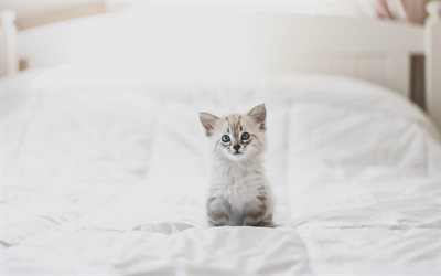 小さなふわふわの白い子猫, 小さな猫と青い眼, かわいい動物たち, ペット, 猫