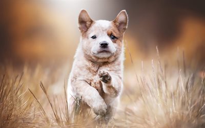 Akita Inu puppy, cute little dogs, running puppy, pets, brown puppies