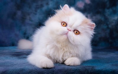Persan chat blanc, fourrure blanche gros chat, animaux de compagnie, les chats, les animaux mignons de chat avec des yeux jaunes