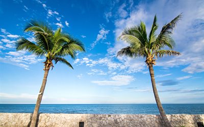 korkea palmuja, rannikolla, ocean, kes&#228;ll&#228;, trooppinen saari, kaksi k&#228;mmenet, ranta