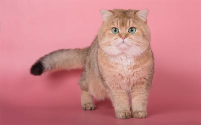 英国のふかふかの猫, しょうが大きな猫, 面白い猫, 猫と緑色の瞳を, ペット, 猫のピンクの背景
