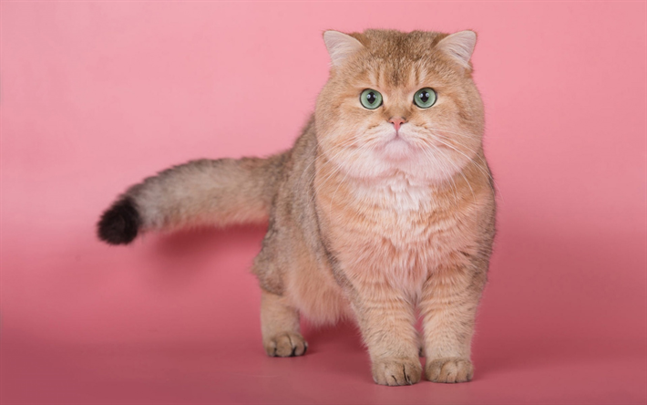Brittiska fluffig katt, ginger stor katt, roliga katter, katt med gr&#246;na &#246;gon, husdjur, katt p&#229; rosa bakgrund