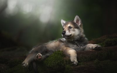 Tamaskan, floresta, bokeh, animais de estima&#231;&#227;o, filhote de cachorro, animais fofos, cachorros, Tamaskan C&#227;o