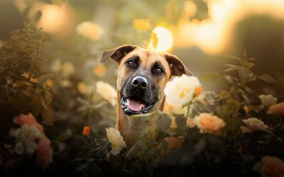 Black Mouth Cur, brown dog, cute animals, dog with flowers, Yellow Black Mouth