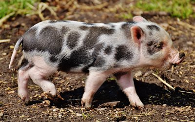 piglet, 4k, farm, small pig, Dalmatian pig, funny animals, pigs, pets, piglets