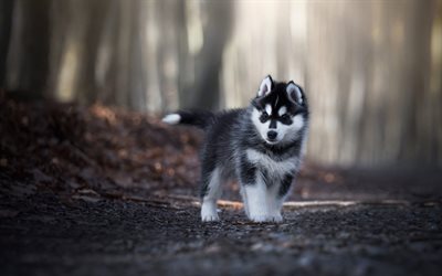 Husky, puppies, little cute husky, gray puppy, Siberian Socks, forest, cute animals, puppy with blue eyes