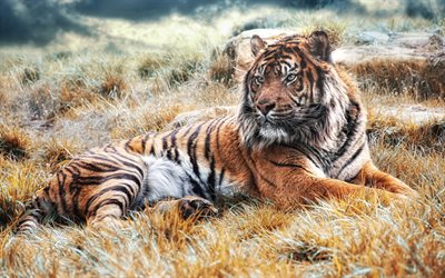 large tiger, wildlife, field, predator, Bengal tiger