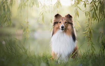 Collie, white fluffy brown dog, green field, cute animals, dog