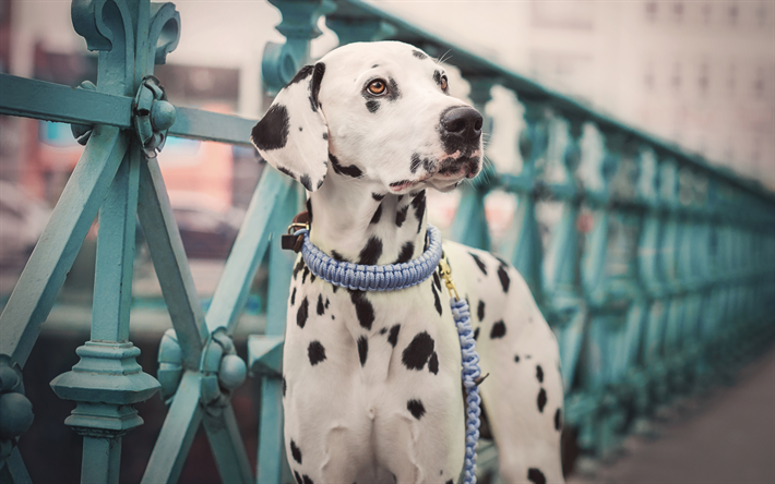 4k, Dalmatian Dog, bokeh, street, domestic dog, dogs, pets, cute animals, Dalmatian
