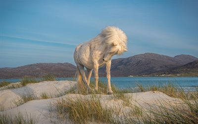白馬, 海岸, 野生動物, 砂, 馬, アイスランド