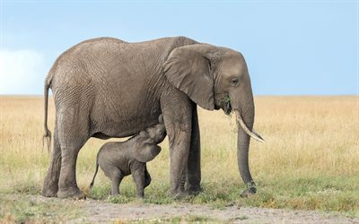 Elephants, family, wildlife, baby elephant, evening, Africa, Mother with cub