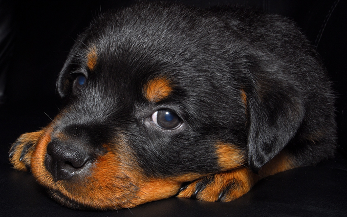 rottweiler puppy, close-up, pets, small rottweiler, dogs, rottweiler, cute animals, rottweiler dog