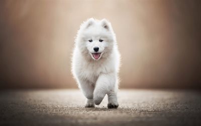 Samoyed, 小さな白いのパピー, かわいいふんわり犬, Samoyed子犬, 道路, 面白い動物