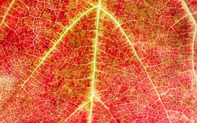 rosso texture delle foglie, 4k, texture foglia, foglie, foglie di grana, rosso, foglia, macro, modello di foglia, foglie rosse, foglie di autunno