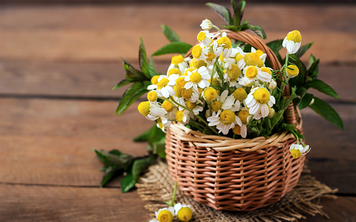 バスケットdaisies, 白く美しい花, バスケットの花, daisies