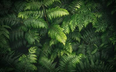 ferns leaves texture, green leaves texture, background with leaves, environment