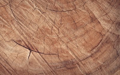 cortar &#225;rvore textura, de madeira marrom de fundo, textura de madeira, planos de fundo madeira