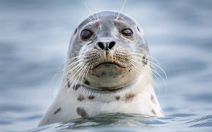 Sello, la vida silvestre, close-up, animales divertidos, Phocidae, mar, focas