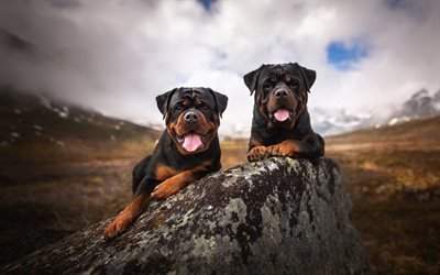 rottweiler, 黒犬, ペット, 山々, 犬, ドイツ品種の犬