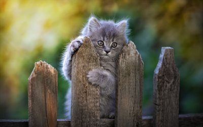 Gray Persian Cat, cute animals, kitten on fence, kitten, cats, domestic cats, pets, gray cat, Persian Cat
