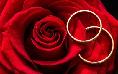 wedding rings with rose, macro, red roses, love concepts, wedding rings, red background