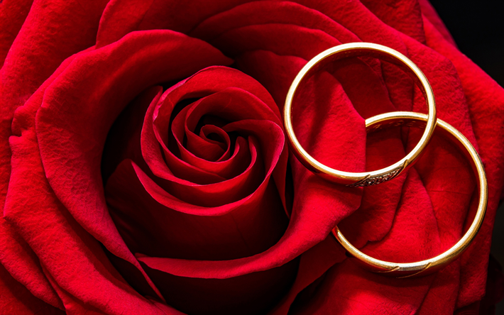 wedding rings with rose, macro, red roses, love concepts, wedding rings, red background