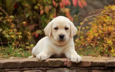 Piccolo Golden Retriever cucciolo, close-up, carino cani, animali domestici, piccoli labrador, cani, Golden Retriever, Cane, carino animali