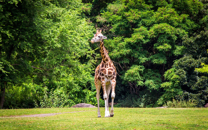 girafa, a vida selvagem, animais selvagens, &#193;frica, &#225;rvores verdes, animais africanos