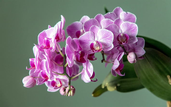 pink orchid, السحلية فرع, الزهور الاستوائية, بساتين الفاكهة, خلفية الزهور مع الفاكهة
