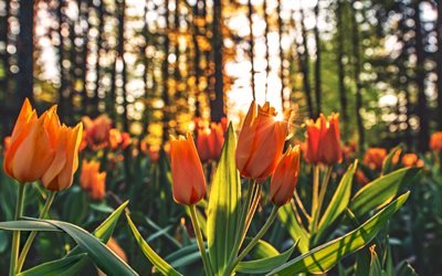 orange tulips, 4k, close-up, sunset, blur