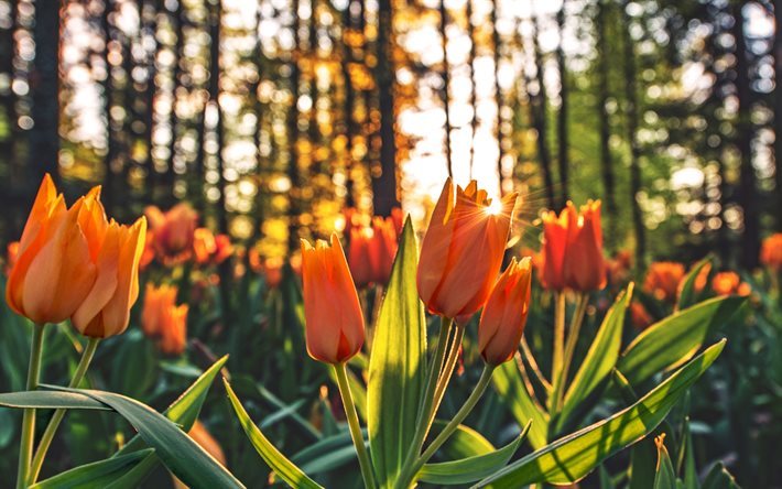 naranja tulipanes, 4k, primer plano, puesta de sol, el desenfoque