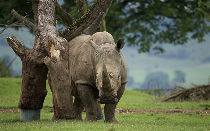 rhinoceros, zoo, Africa, wildlife, large animals