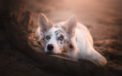 Australian Shepherd dog, white dog, Aussie, evening, sunset, cute fluffy dog, pets, dogs