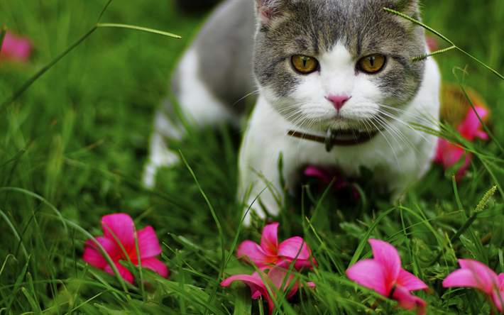 white gray cat, beautiful eyes, cat in green grass, British shorthair cat, cute animals, pets, cats