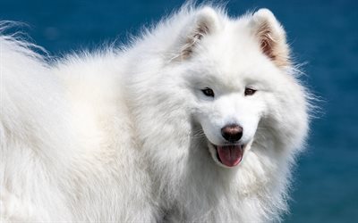 Samoyed, large white dog, fluffy cute animals, pets, dogs, white fluffy dog, spitz, Bjelkier
