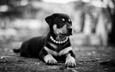 Rottweiler, 4k, monochrome, pets, puppy, dogs, photoshoot, cute animals, Rottweiler Dog