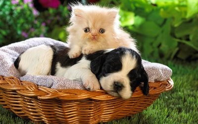 Border Collie, Persian Cat, kitten and puppy, friends, fluffy cat, cats, pets, Persian, Border Collie Dog, friendship