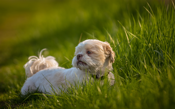 Shih Tzu, 中国の獅子犬, 白いふわふわの小犬, ペット, 緑の芝生, 犬, 中国の品種の犬, 菊犬