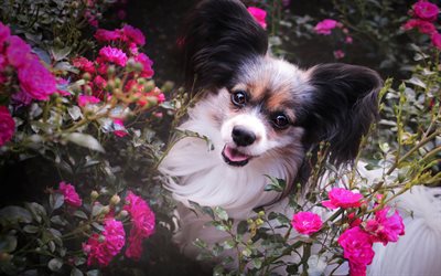 Papillon dog, Continental Toy Spaniel, fluffy dog with big ears, cute animals, pets, dogs