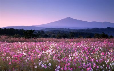 kv&#228;ll, sunset, bergslandskapet, vilda blommor, Akita, Japan, Yurihonjo