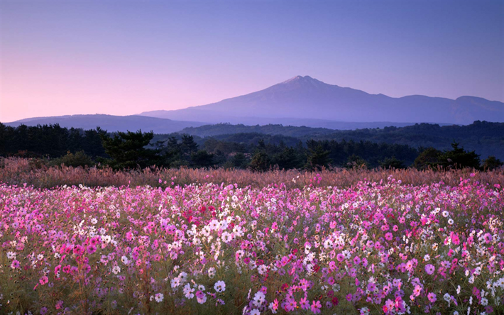 por la noche, puesta de sol, paisaje de monta&#241;a, flores silvestres, Akita, Jap&#243;n, Yurihonjo