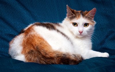 white cute cat, domestic cat, sofa, short-haired cats, pets, cats