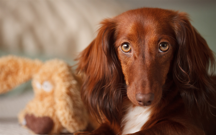 Bassotto, close-up, pets, cani, bokeh, brown bassotto, cute animals, Cane Bassotto