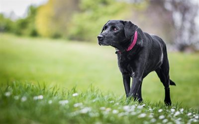 black labrador, lawn, retriever, pets, bokeh, cute animals, small labradors, black retriever, labradors