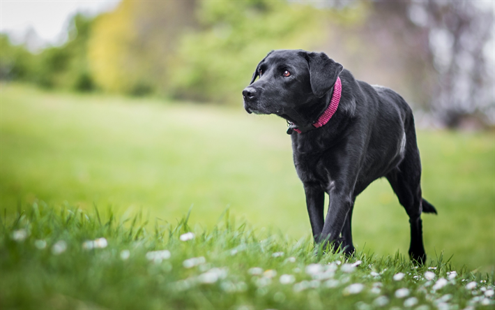 labrador noir, pelouse, retriever, animaux de compagnie, bokeh, des animaux mignons, des petits labradors, noir retriever, labrador