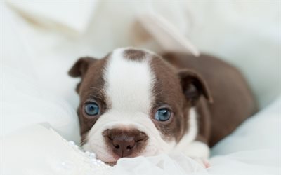 bulldog, small gray white puppy, pets, puppy with blue eyes, dogs, cute little animals, puppies